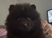 pomeranian teddy bear
