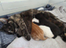 4 beautiful kittens