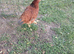 Free Ranging Brown Hens for sale
