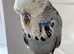Super Tame Exhibition Budgie