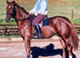 Dressage Coach