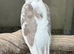 2026 aviary breed mutation cockatiels