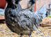Polish Growers for sale