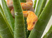BURMESE PYTHONS