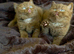 Ready now cinnamon British shorthair kittens