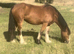 14.1hh Kind novice mare, hacking machine