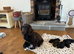 7 stunning F1 cockapoo puppies