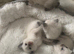 Beautiful quality Ragamees kittens