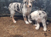 Farm border collie puppies
