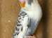 Young budgies for sale