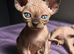 TICA & HEALTH TESTED SPHYNX KITTENS