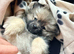 Teacup Pomeranian female