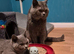 Gorgeous British Shorthair and Longhair