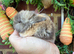 Pure bred baby mini lops