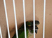Proven breeding pair conure