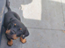 Beautiful Rottie girl