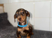 Miniature dachshund
