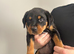 2 big Rottweiler puppies available