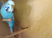 Breeding pair Budgies