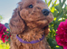 Cockapoo puppies
