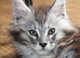 TICA reg Maine Coons - Ready to leave