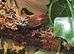 Crested gecko babies ( Rescue )