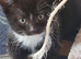 Female Mixed breed Kitten Ready now