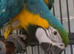 Blue gold macaw boomer 2 half years old tame and talks