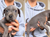 Last 3Staffordshire pups