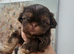 Kc quality Imperial shih tzu