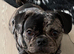 Excellent home wanted for frug
