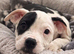 Female Staffy cross bulldog puppy