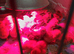 Day old rhode island red  chicks