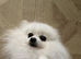 Beautiful tiny 4yo pedigree Pomeranian boy available