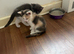 Last little girl looking for home.