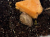 5 baby leucistic garden snails Cornu aspersum (syn. Helix aspersa)