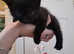 Beautiful black and dark grey tabbys