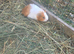 Sheltie male guinea pig