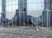 Van de merwe pigeons