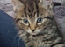 the last two  Tabby  kittens