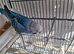 Budgies
