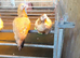 Farmyard Bantams