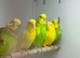 Budgies