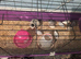 Chinese painted quail 5 week old off heat