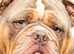 English bulldog puppies