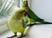 Stunning Indian ringnick parrot