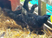 Ayam cemani hybrids rare