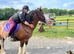 14.3/15hh cob mare