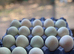 Indian runner duck eggs