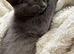 Scottish straight kitten female